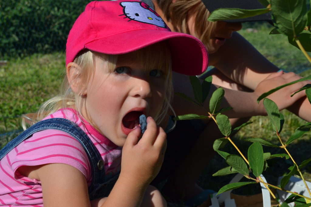 Eating a Haskap berry