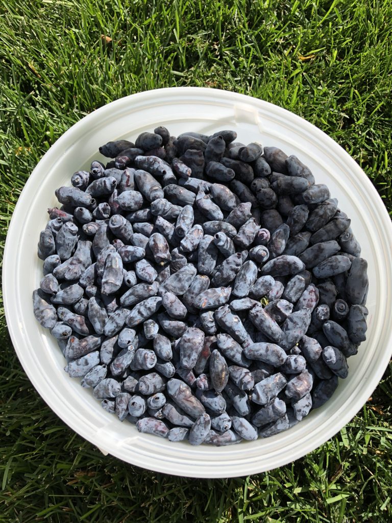 Haskap berries in a bucket