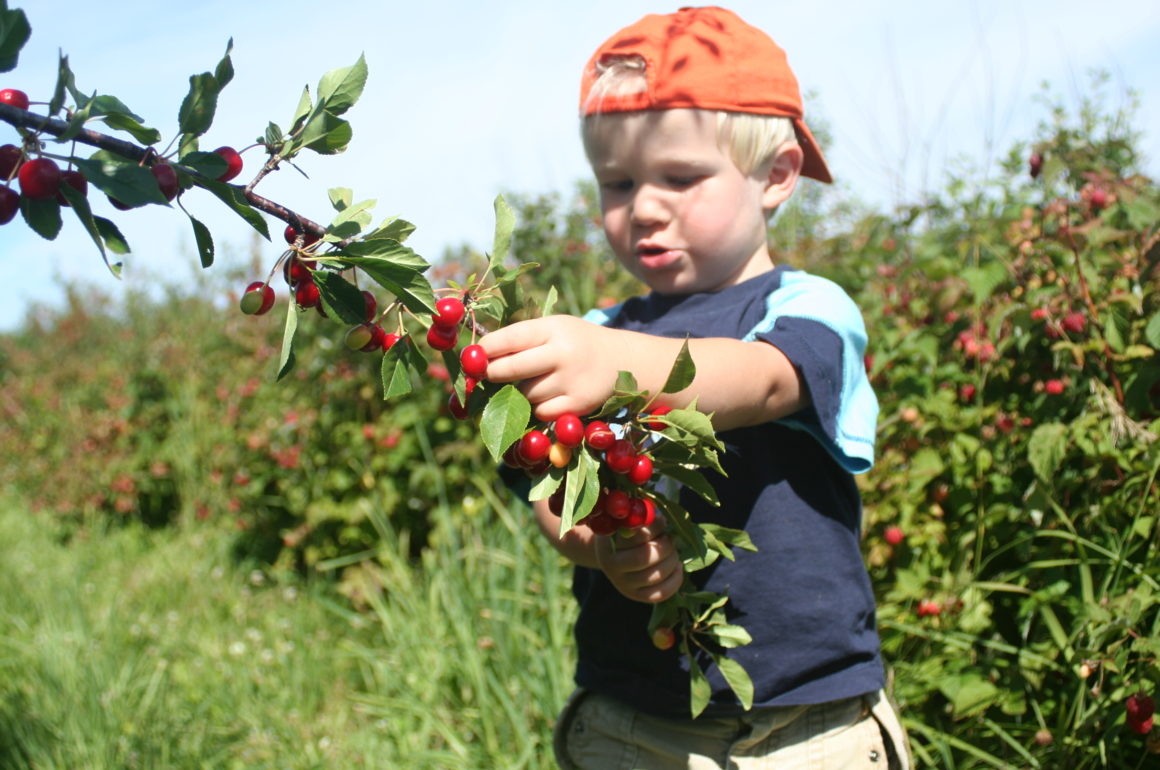 Picking Cherries