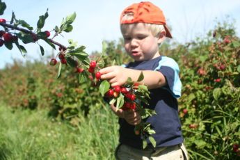 Picking Cherries