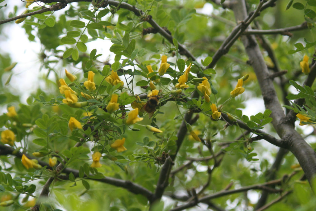 (Caragana - Siberian Pea Tree)