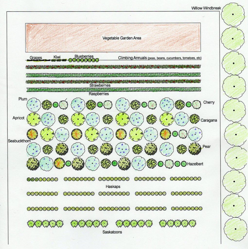 Orchard Layout 2020