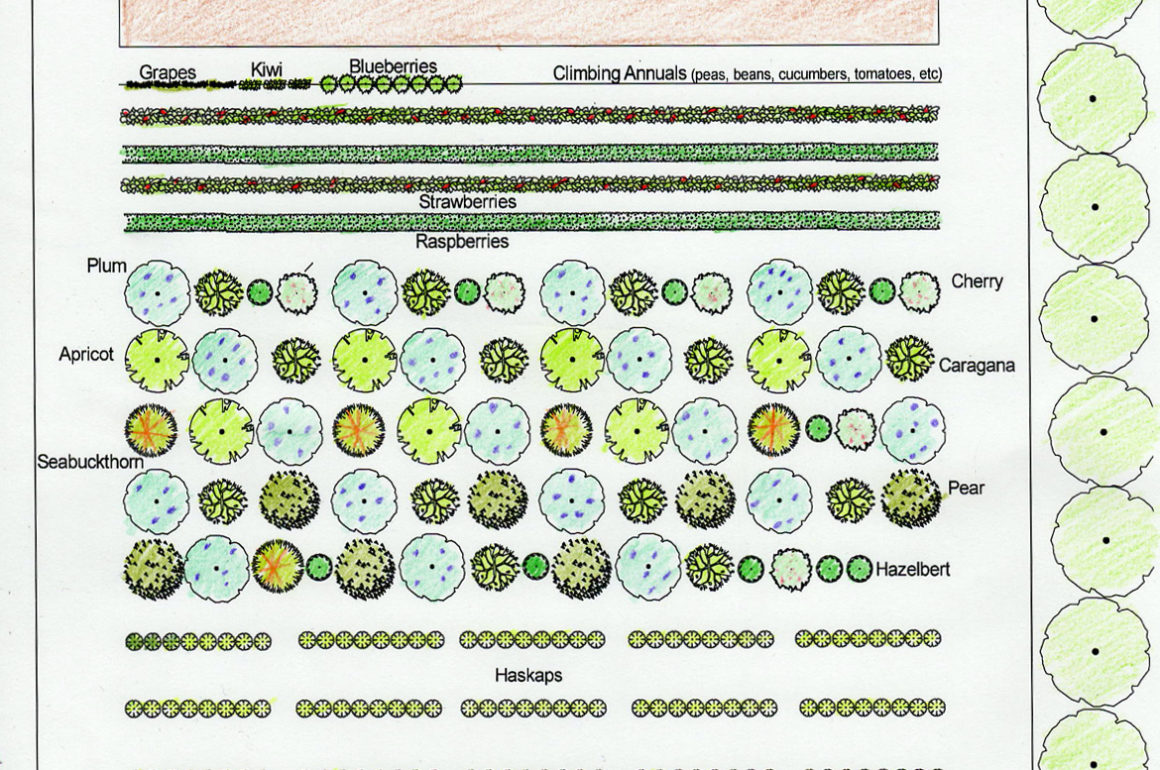 Orchard Layout 2020