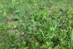 Cover Crops ~ Diverse, Beautiful, and 100% Indispensable